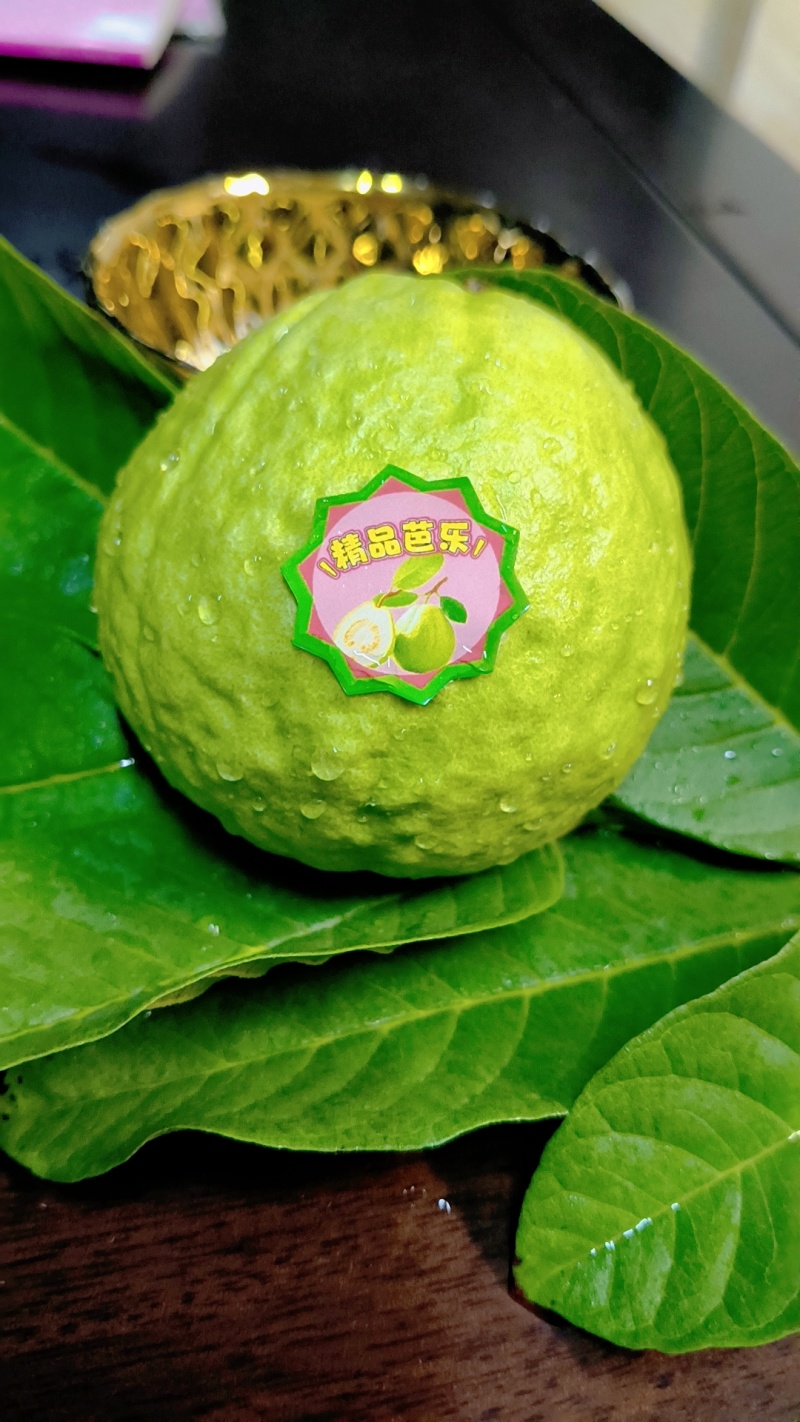 珍珠白心番石榴