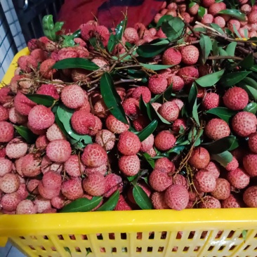 曹江桂味