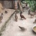 广西黑脚土鸡1-2年60元一斤，2-3年80一斤，