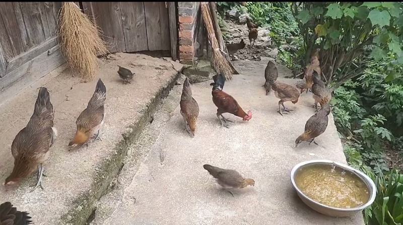 广西黑脚土鸡1-2年60元一斤，2-3年80一斤，