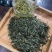 日照绿茶2025新茶