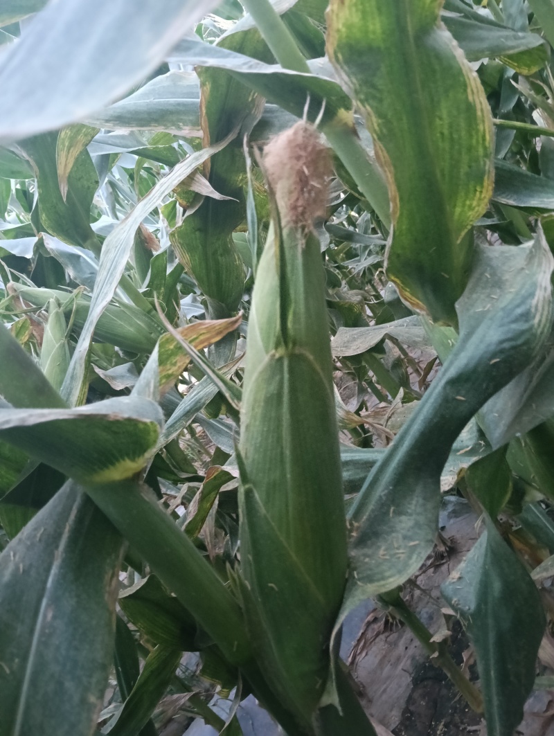 鲜玉米棒