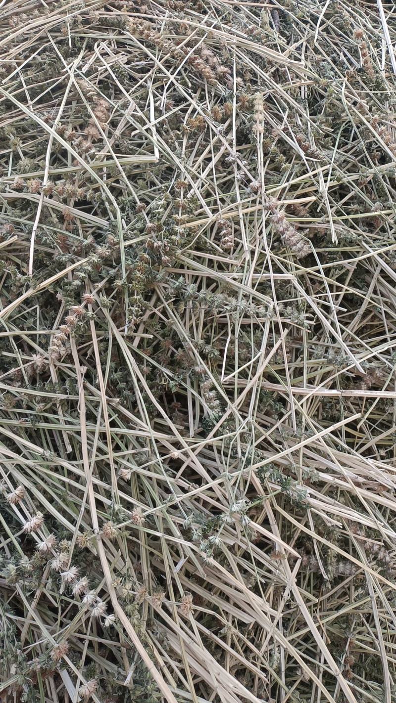 优质益母草颗粒，秸秆