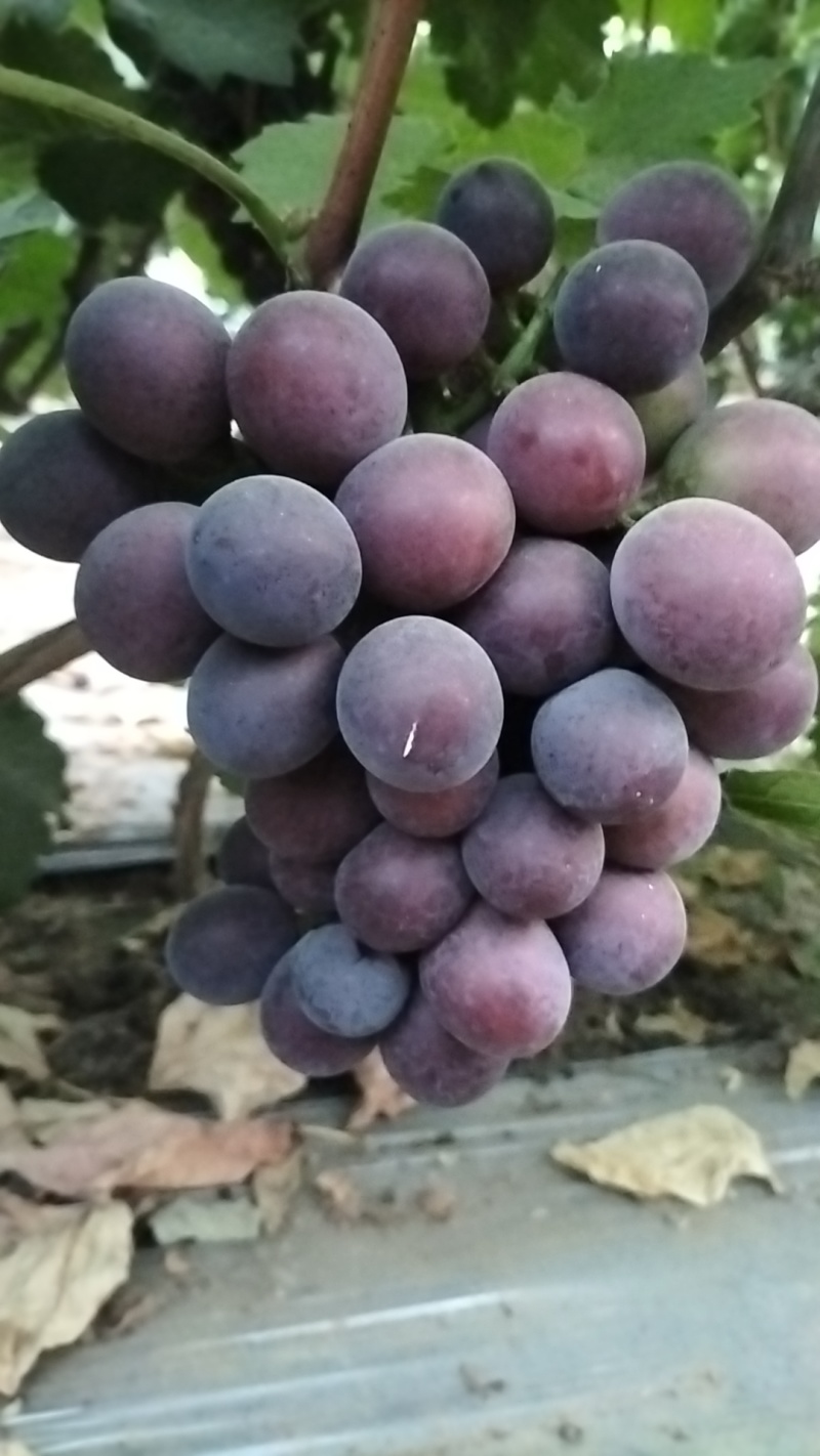 葡萄
