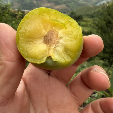 贵州六马蜂糖李