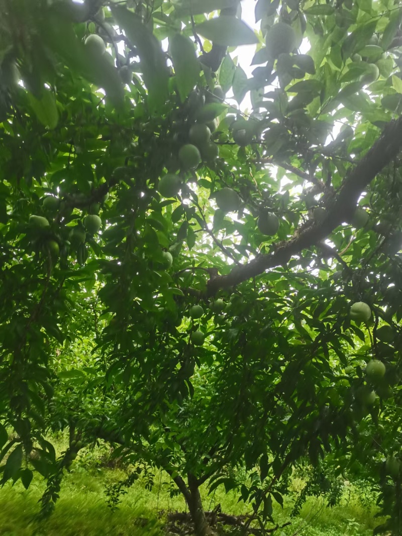 湖南永州翠冠梨，奈李