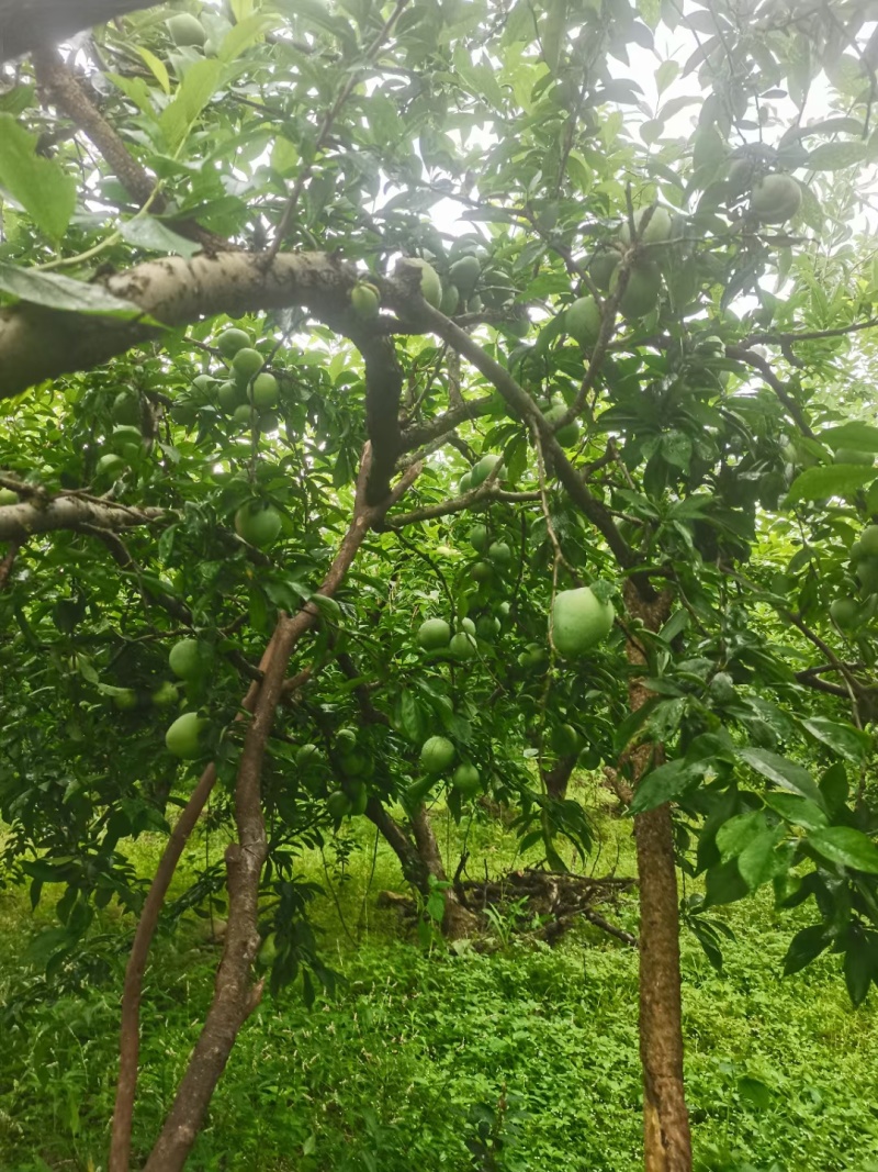 湖南永州翠冠梨，奈李