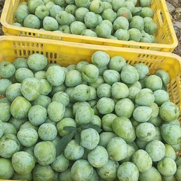 湖南永州翠冠梨，奈李