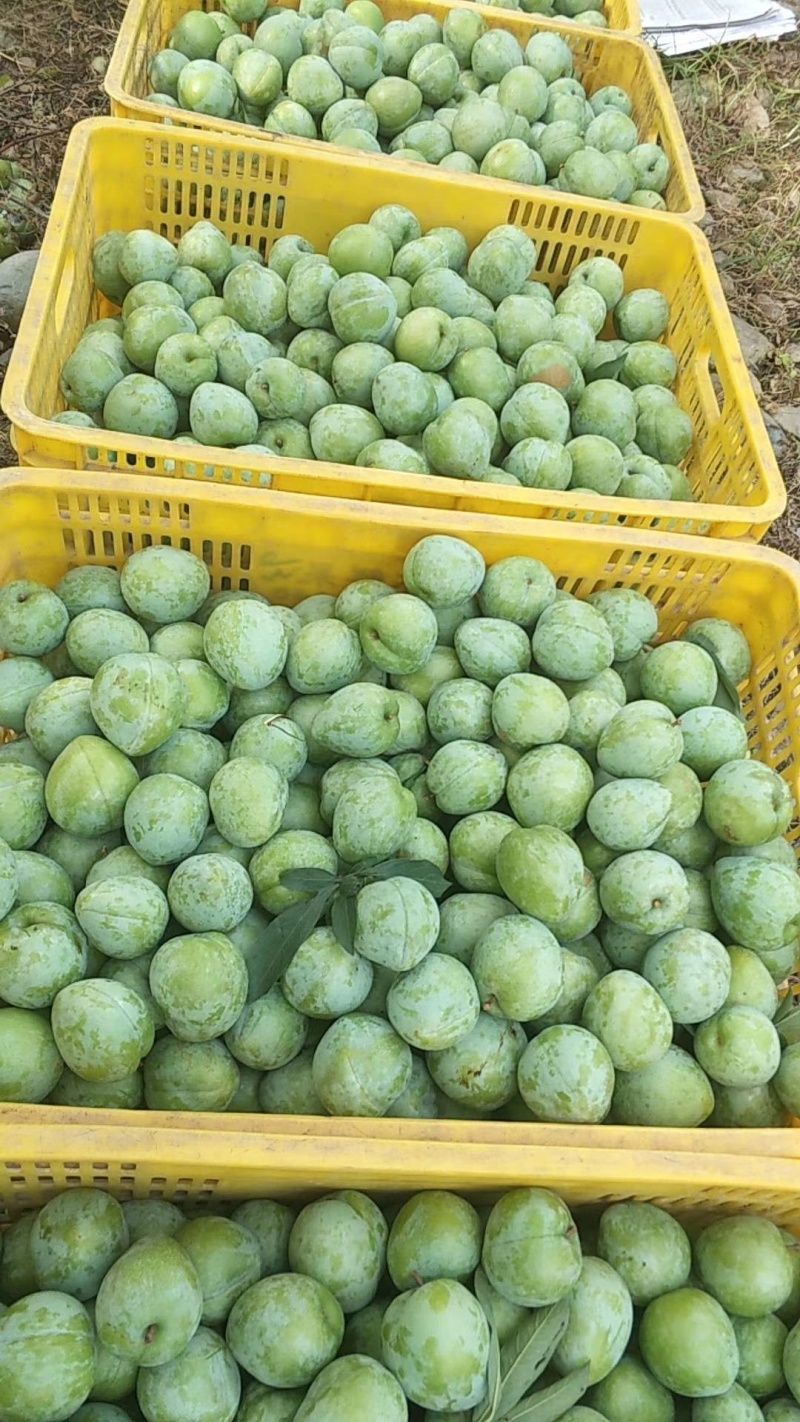 湖南永州翠冠梨，奈李