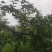 湖南永州翠冠梨，奈李