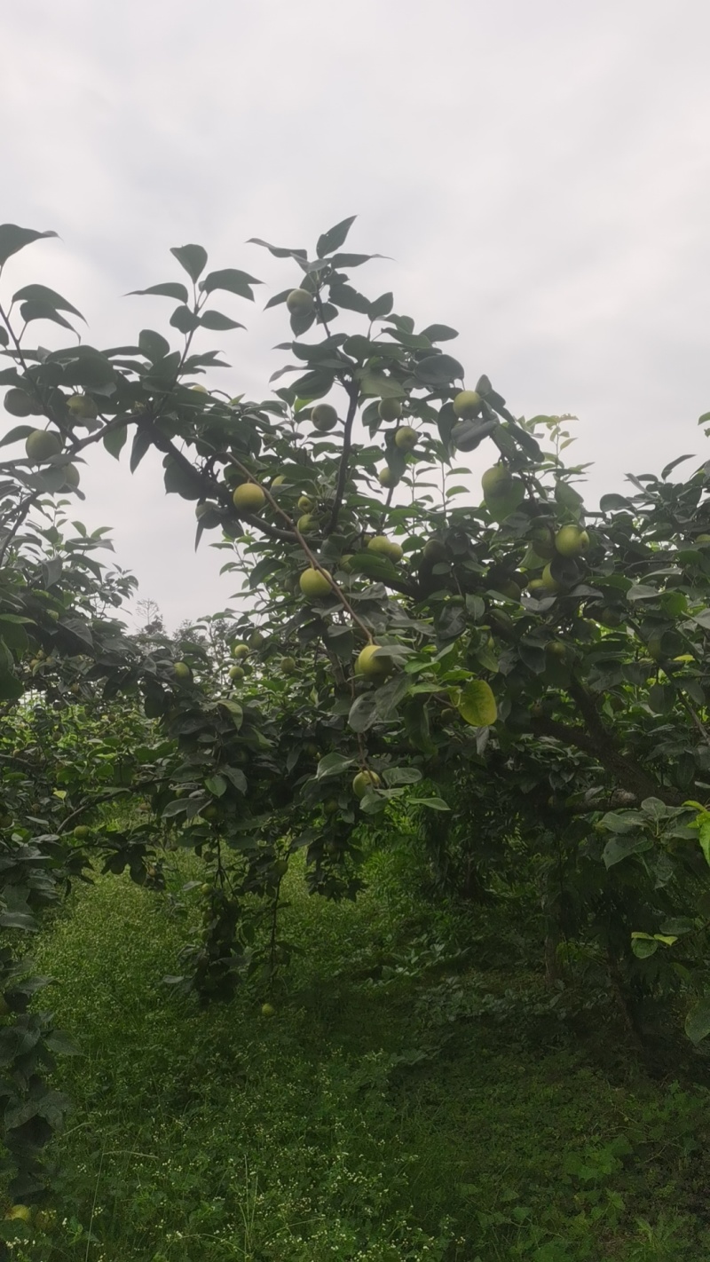 湖南永州翠冠梨，奈李