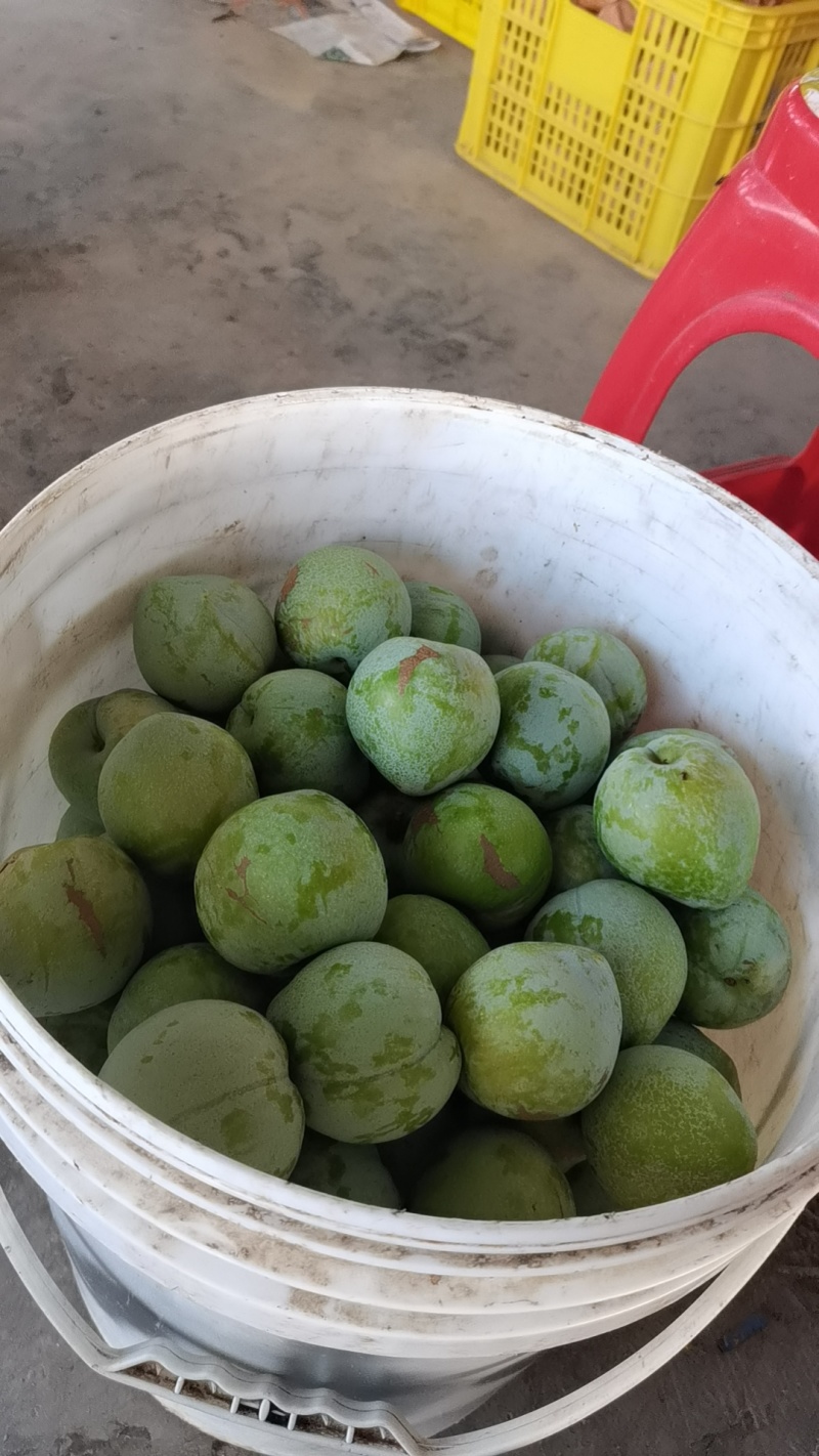 湖南永州翠冠梨，奈李