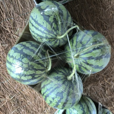 二茬美都有籽河南商丘夏邑县
