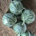 二茬美都有籽河南商丘夏邑县