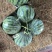 二茬美都有籽河南商丘夏邑县