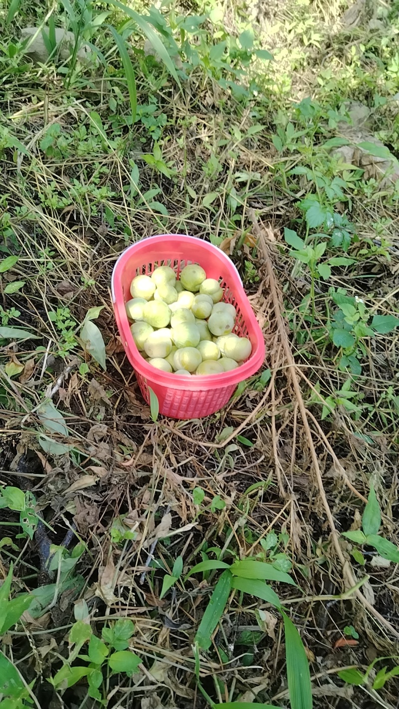 六马蜂糖李。原产地自家果园，
