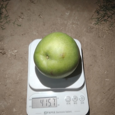 陆地酥脆一号大量上市，需要的老板抓紧联系