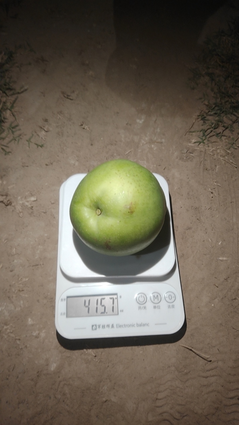 陆地酥脆一号大量上市，需要的老板抓紧联系