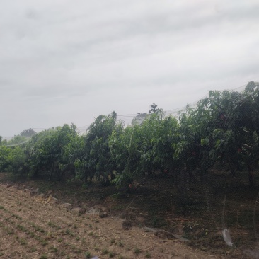 河南商丘永莲蜜桃