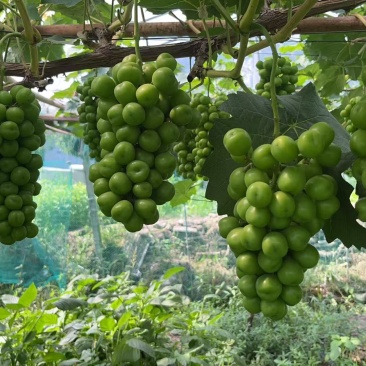 阳光玫瑰