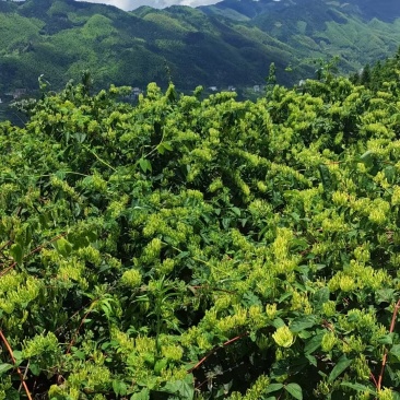 高山金银花