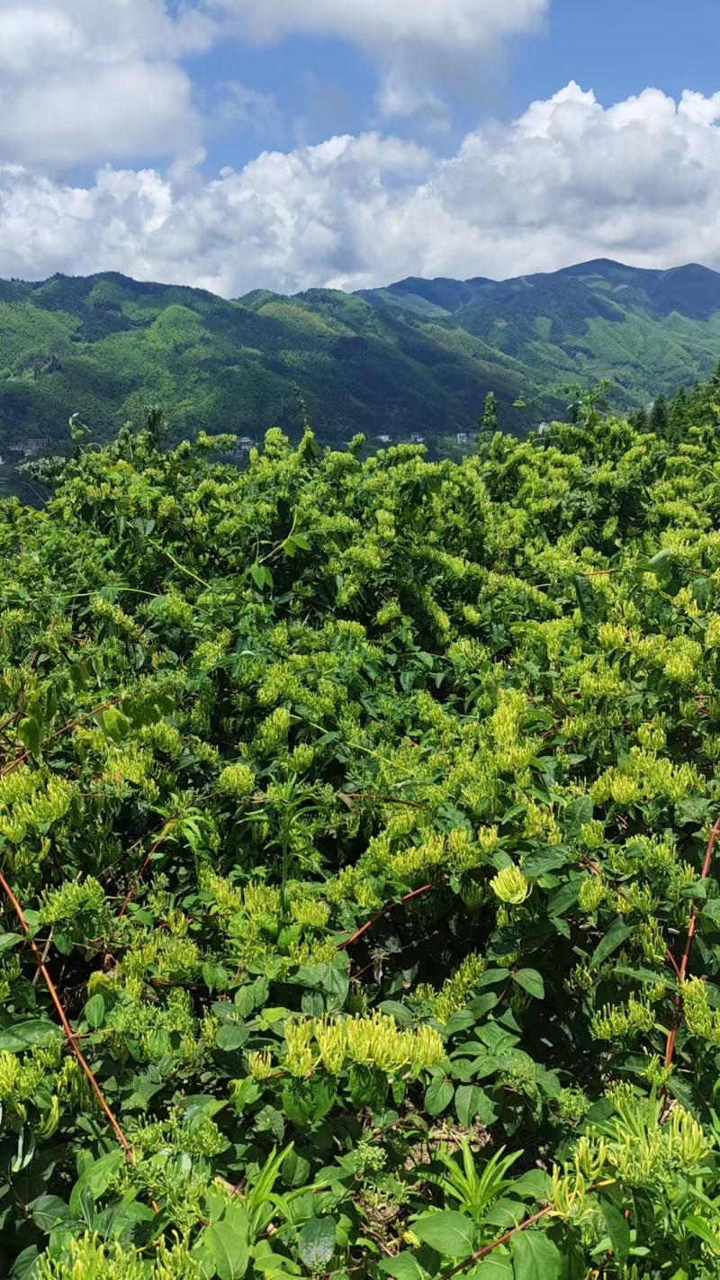 高山金银花