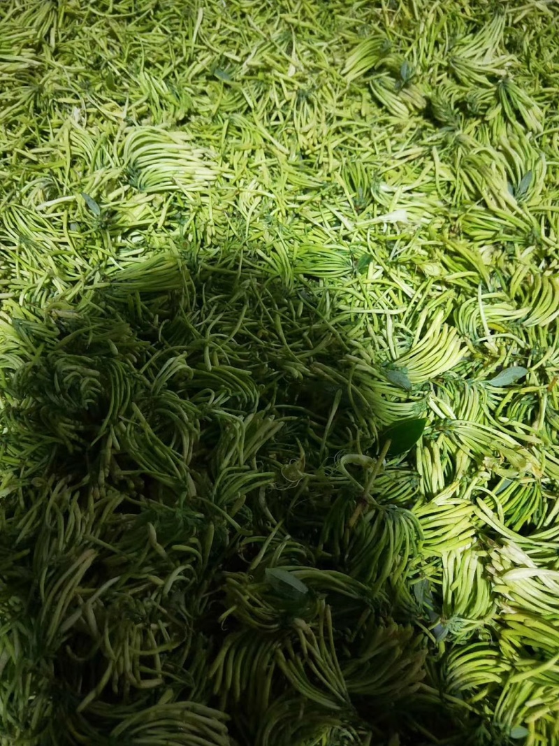 高山金银花