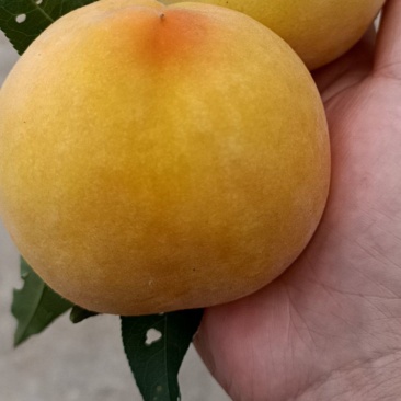 黄桃