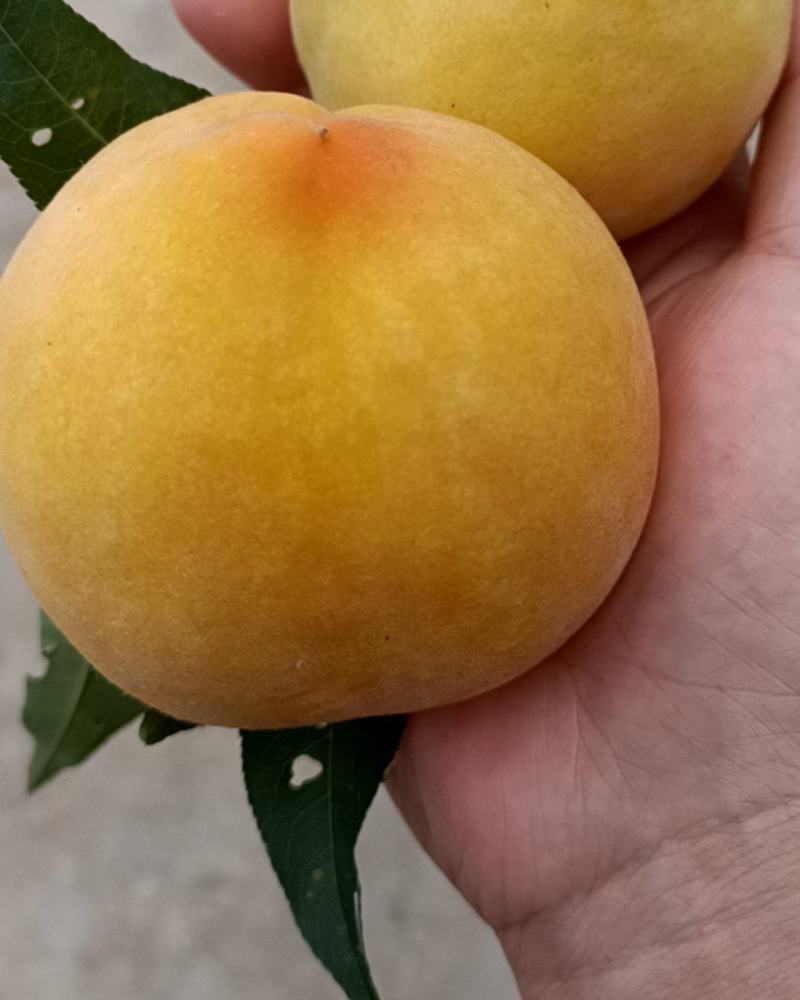 黄桃
