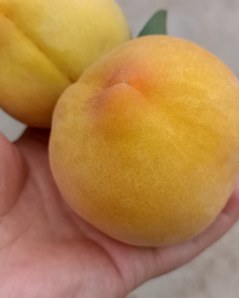 黄桃