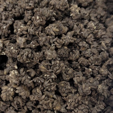 中药材猫爪草