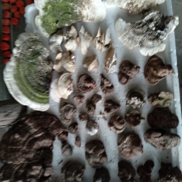 树舌灵芝
