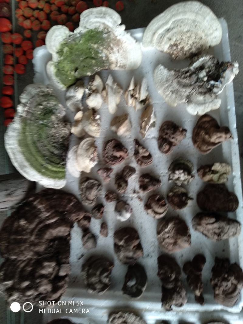 树舌灵芝