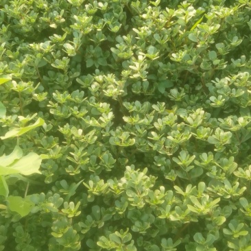 山东马蜂菜