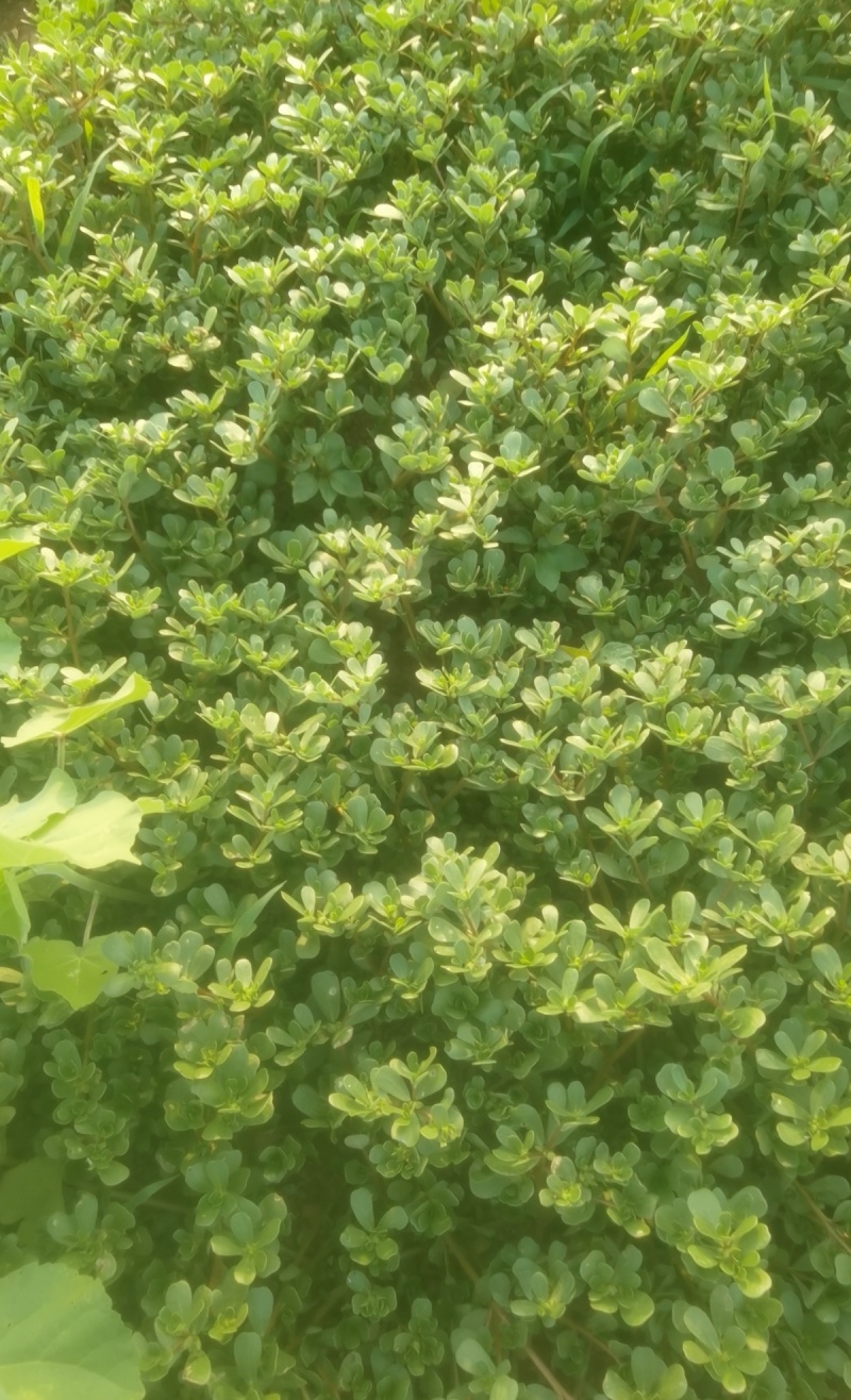 山东马蜂菜