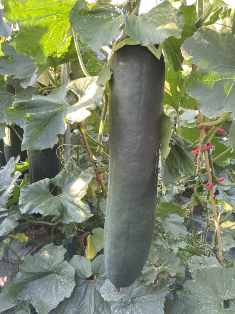 广西吊冬瓜
