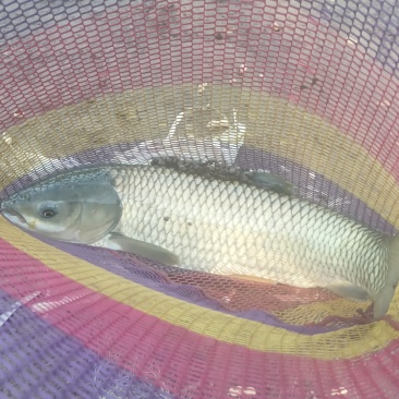 洪湖草鱼