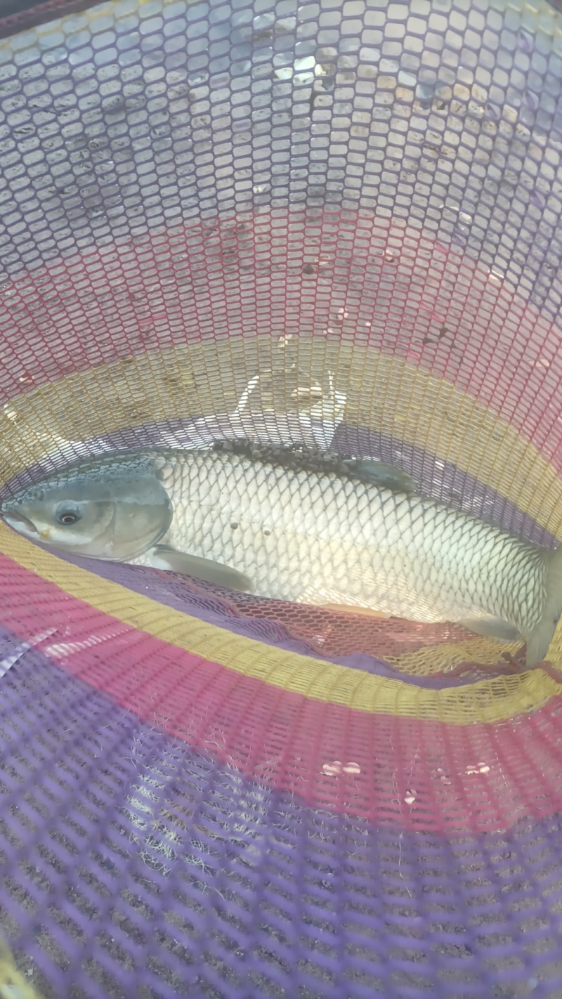洪湖草鱼
