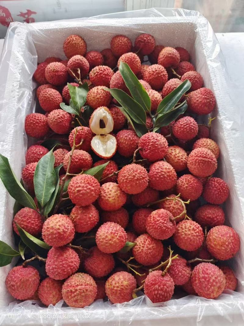 桂味荔枝