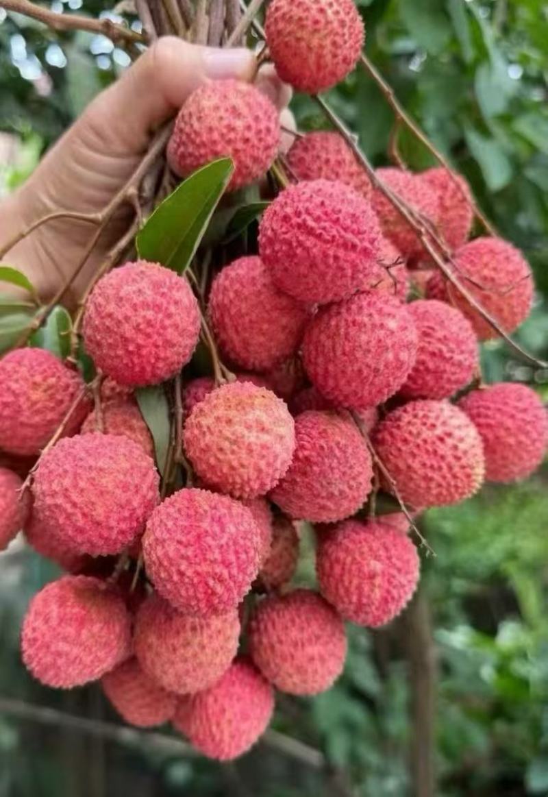 桂味荔枝