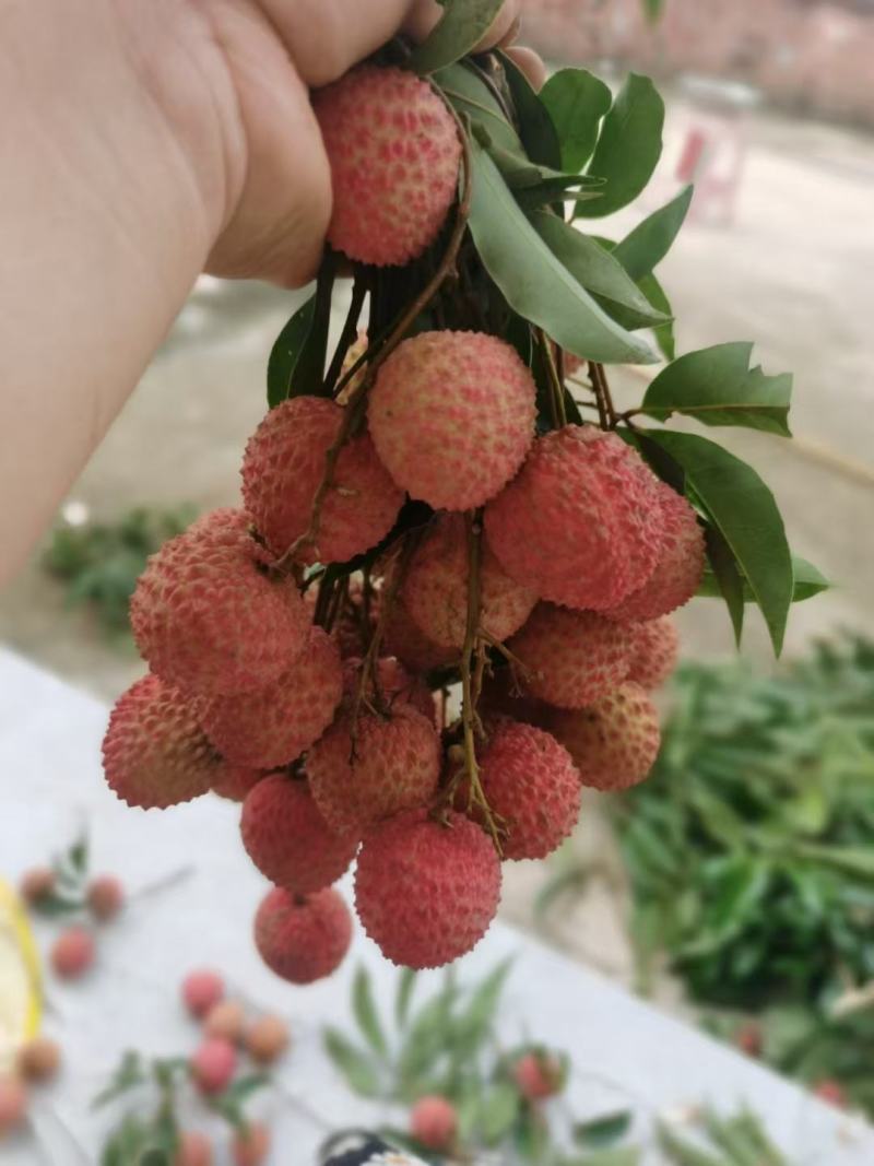 桂味荔枝