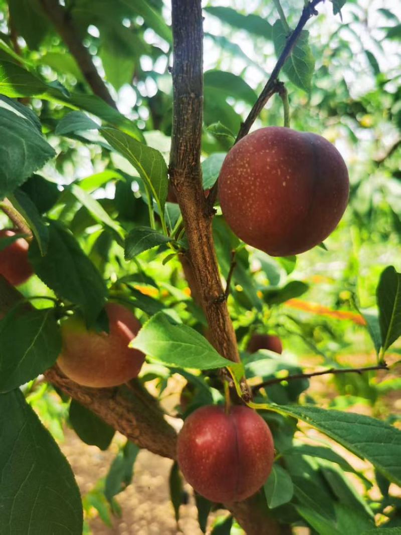 澳洲红李，新鲜上市。