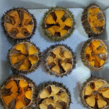 精品，海胆，大小规格，都有