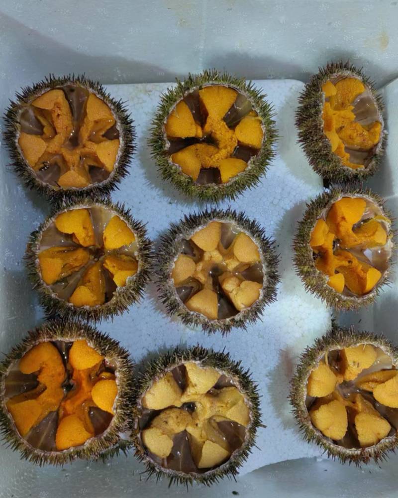 精品，海胆，大小规格，都有