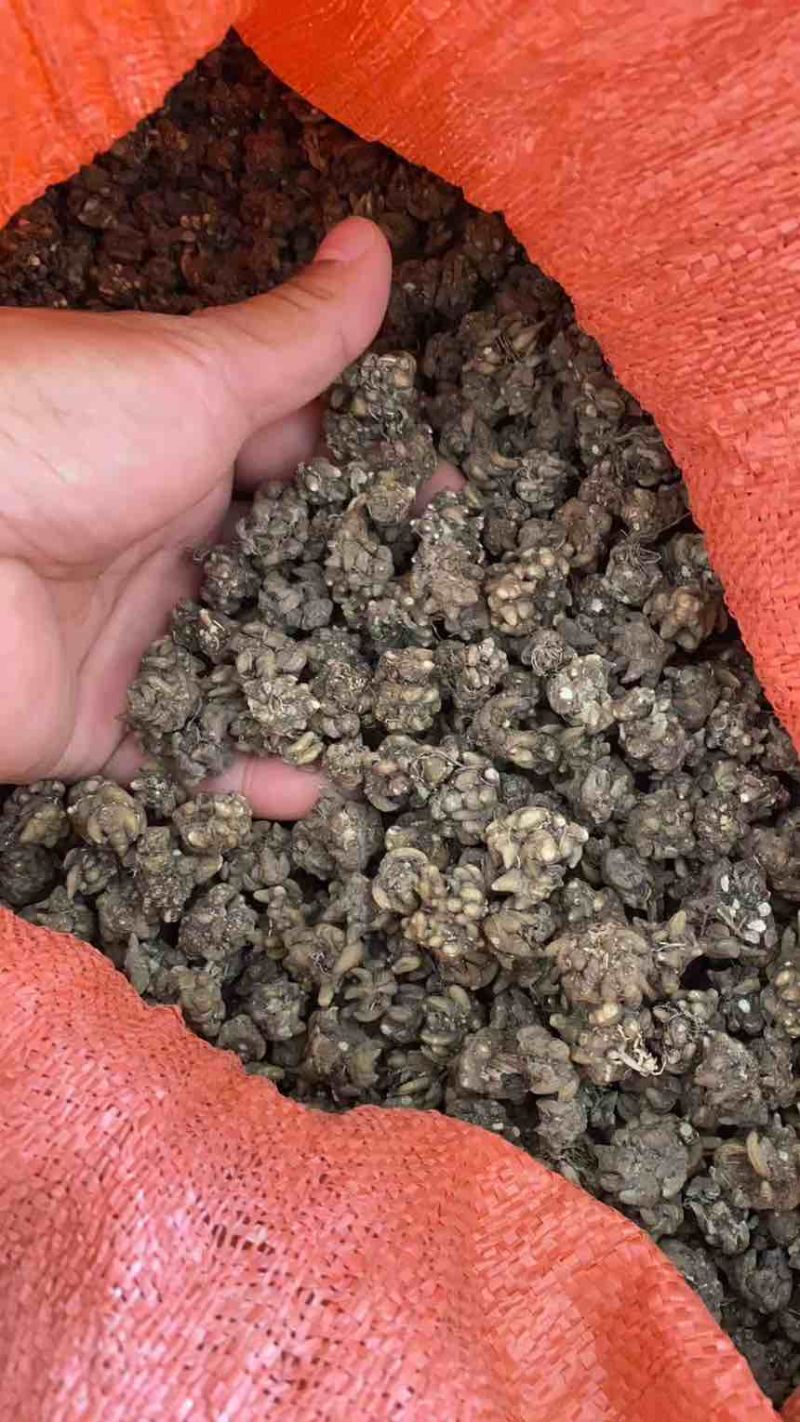 猫爪草，大小都有