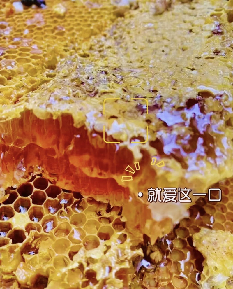 四川省阿坝州黑水县的正宗蜂蜜