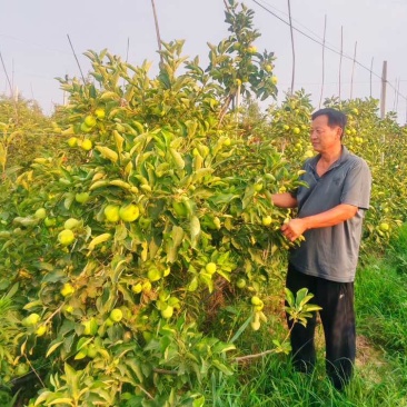 夏红苹果，华佳苹果，华瑞苹果，富藤苹果，华硕苹果，鲁丽苹果