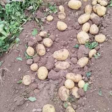 沃土5号土豆