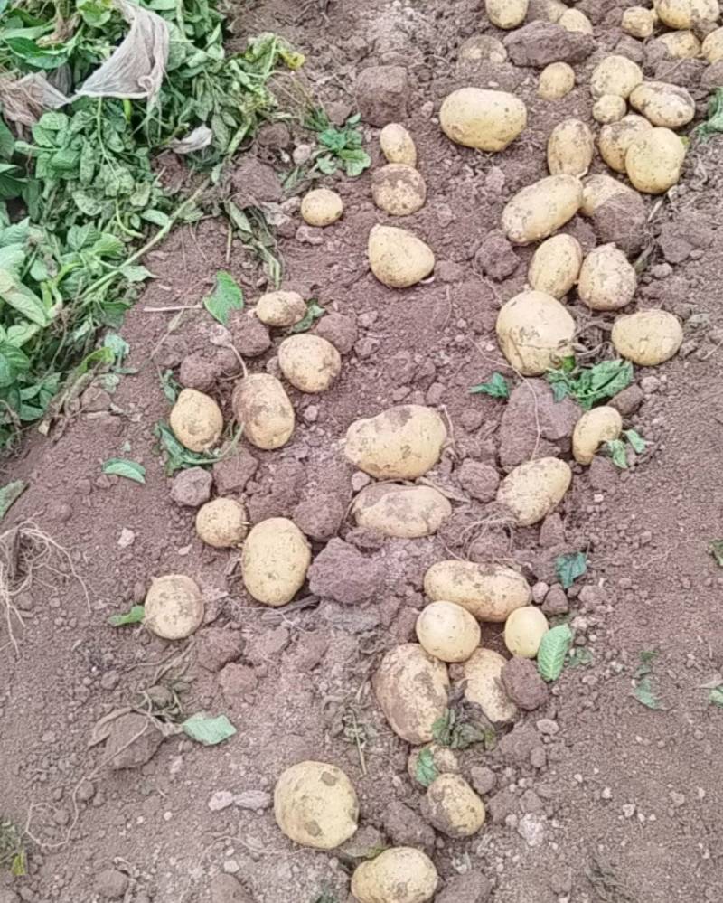 沃土5号土豆