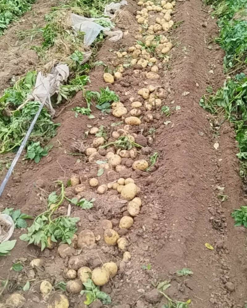 沃土5号土豆